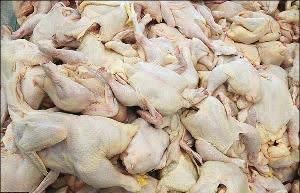 کشف ۴۰۰ کیلو مرغ غیر بهداشتی در قرچک